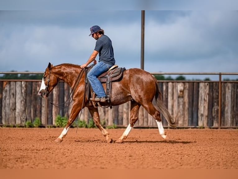 American Quarter Horse Castrone 4 Anni 152 cm Sauro ciliegia in Waco