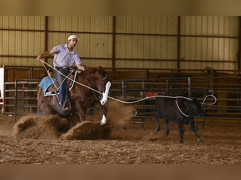 American Quarter Horse Castrone 4 Anni 152 cm Sauro ciliegia in Waco