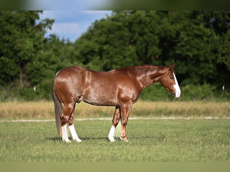 American Quarter Horse Castrone 4 Anni 152 cm Sauro ciliegia in Waco
