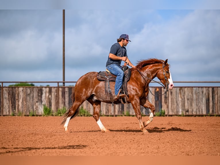 American Quarter Horse Castrone 4 Anni 152 cm Sauro ciliegia in Waco