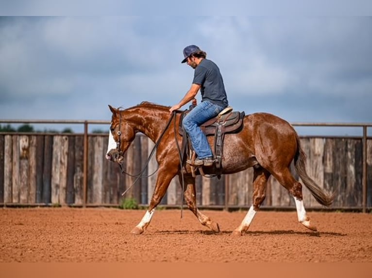 American Quarter Horse Castrone 4 Anni 152 cm Sauro ciliegia in Waco