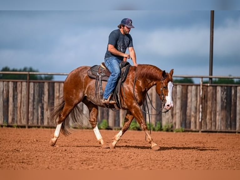 American Quarter Horse Castrone 4 Anni 152 cm Sauro ciliegia in Waco