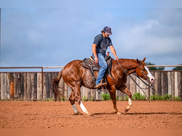 American Quarter Horse Castrone 4 Anni 152 cm Sauro ciliegia in Waco