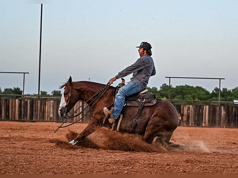 American Quarter Horse Castrone 4 Anni 152 cm Sauro ciliegia in Waco