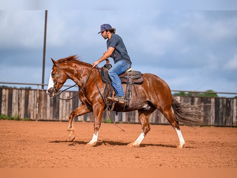 American Quarter Horse Castrone 4 Anni 152 cm Sauro ciliegia in Waco