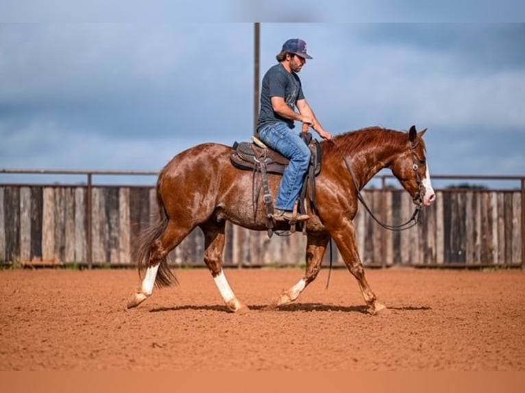 American Quarter Horse Castrone 4 Anni 152 cm Sauro ciliegia in Waco
