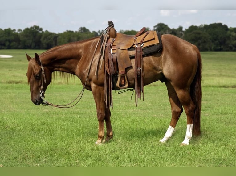 American Quarter Horse Castrone 4 Anni 152 cm Sauro ciliegia in Groveton, TX