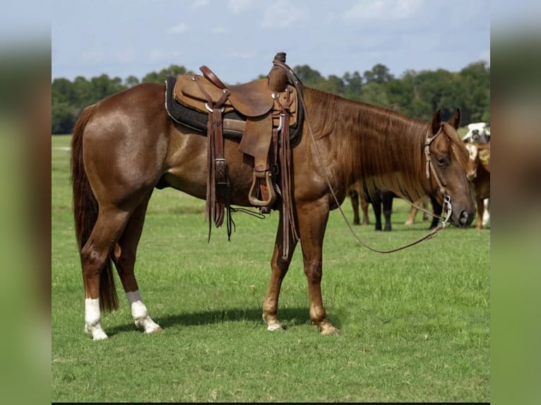 American Quarter Horse Castrone 4 Anni 152 cm Sauro ciliegia in Groveton, TX