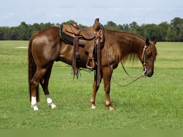 American Quarter Horse Castrone 4 Anni 152 cm Sauro ciliegia in Groveton, TX