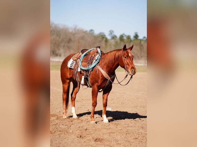 American Quarter Horse Castrone 4 Anni 152 cm Sauro ciliegia in Huntsville