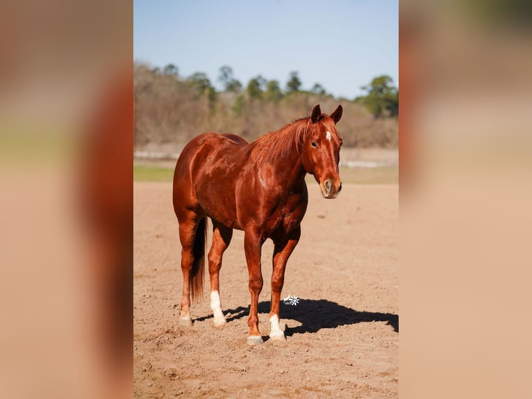 American Quarter Horse Castrone 4 Anni 152 cm Sauro ciliegia in Huntsville