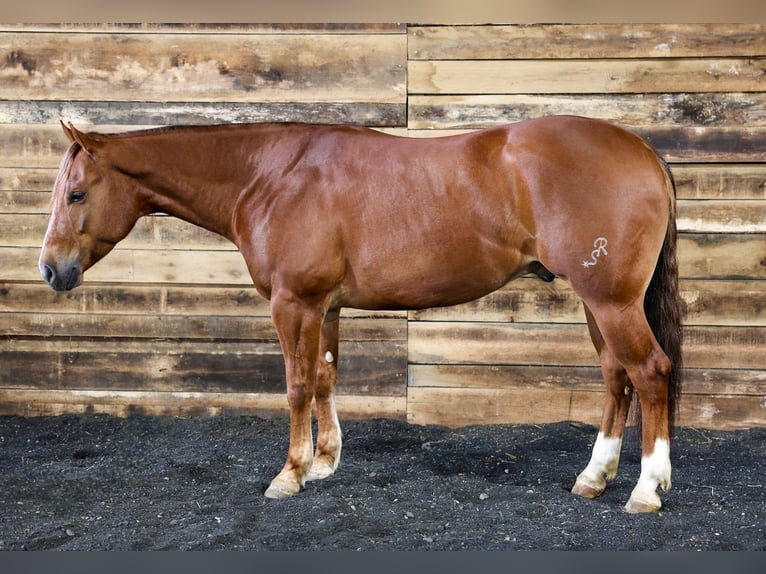 American Quarter Horse Castrone 4 Anni 152 cm Sauro ciliegia in Beaver Springs