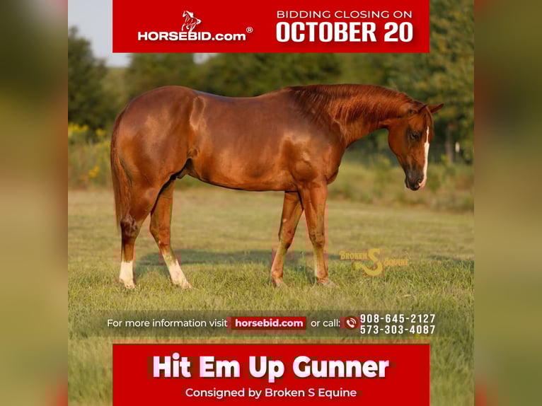 American Quarter Horse Castrone 4 Anni 152 cm Sauro ciliegia in Bogard