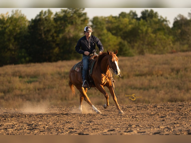 American Quarter Horse Castrone 4 Anni 152 cm Sauro ciliegia in Bogard