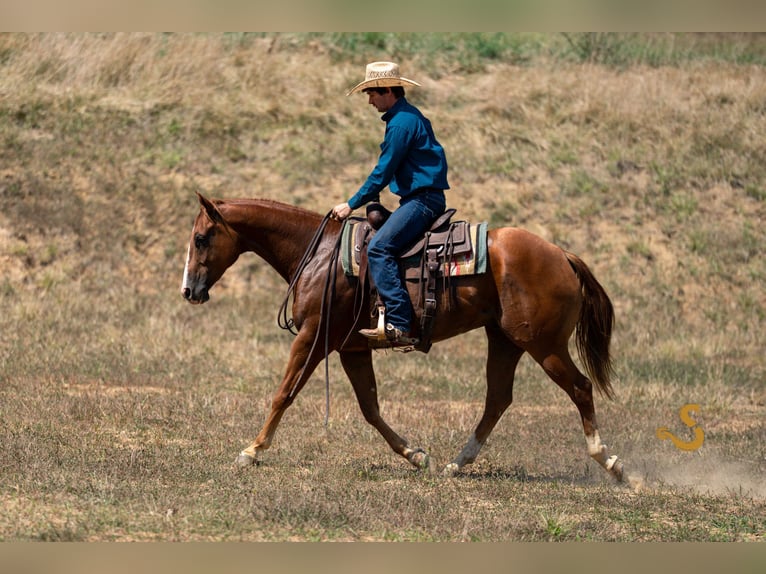 American Quarter Horse Castrone 4 Anni 152 cm Sauro ciliegia in Bogard
