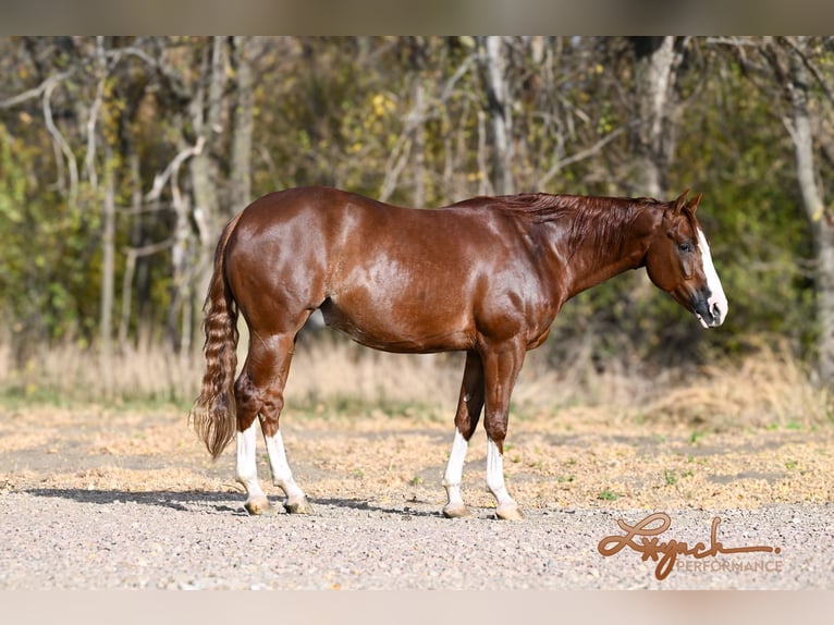 American Quarter Horse Castrone 4 Anni 152 cm Sauro ciliegia in Canistota, SD