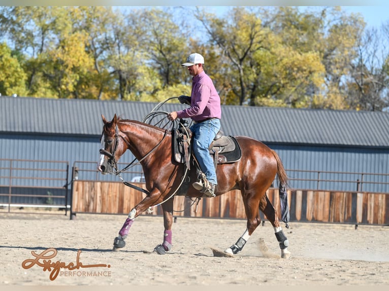 American Quarter Horse Castrone 4 Anni 152 cm Sauro ciliegia in Canistota, SD