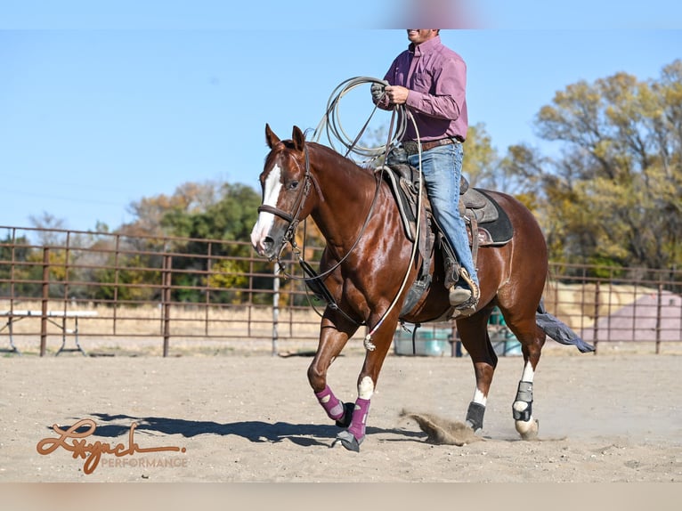 American Quarter Horse Castrone 4 Anni 152 cm Sauro ciliegia in Canistota, SD