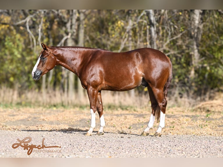 American Quarter Horse Castrone 4 Anni 152 cm Sauro ciliegia in Canistota, SD