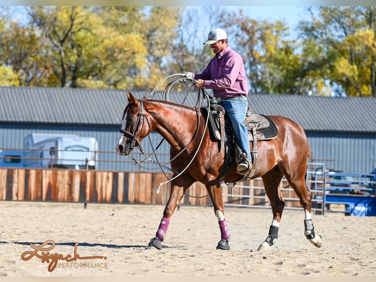 American Quarter Horse Castrone 4 Anni 152 cm Sauro ciliegia in Canistota, SD