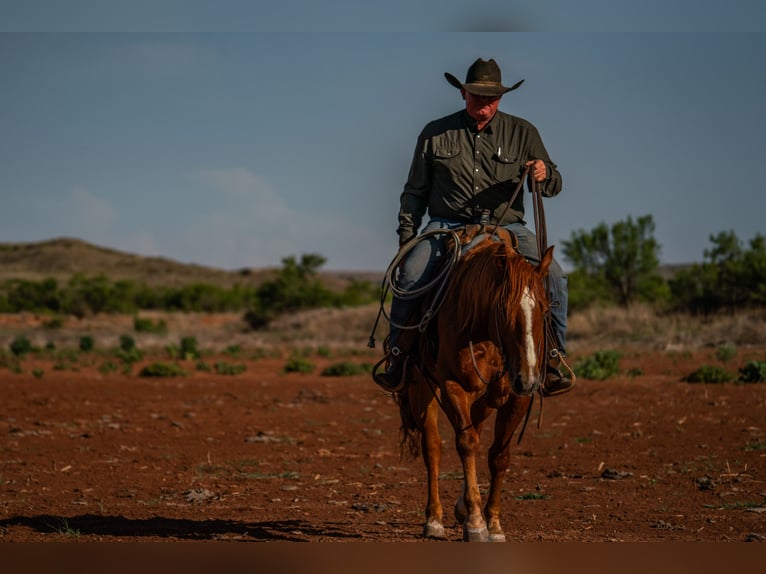 American Quarter Horse Castrone 4 Anni 152 cm Sauro ciliegia in Canyon