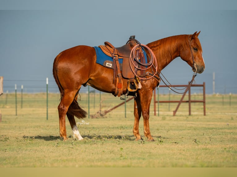 American Quarter Horse Castrone 4 Anni 152 cm Sauro ciliegia in Canyon