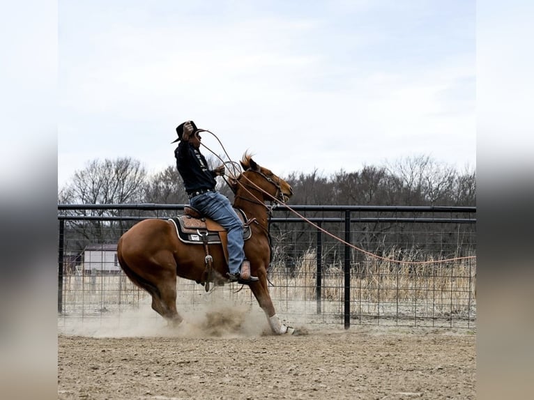 American Quarter Horse Castrone 4 Anni 152 cm Sauro ciliegia in Checotah
