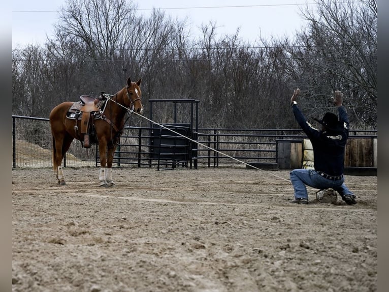 American Quarter Horse Castrone 4 Anni 152 cm Sauro ciliegia in Checotah