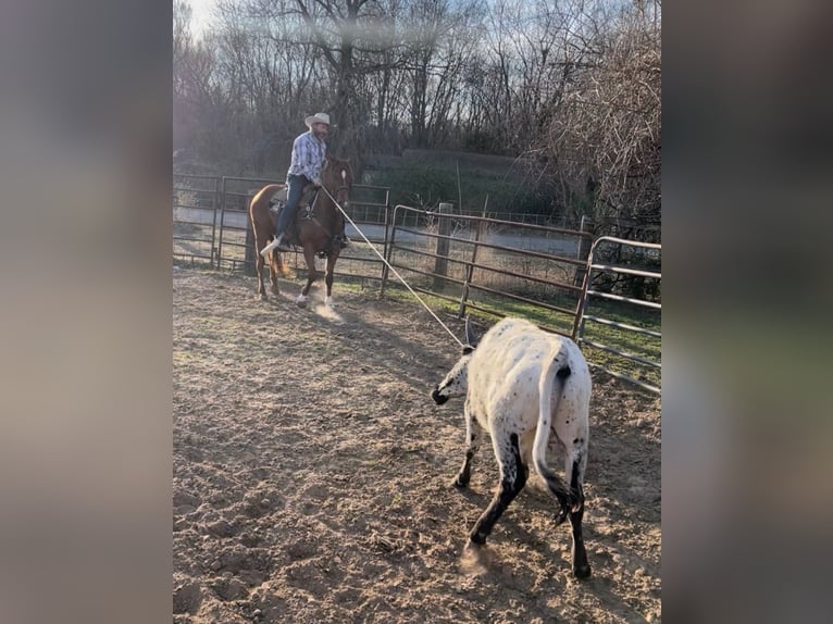 American Quarter Horse Castrone 4 Anni 152 cm Sauro ciliegia in Checotah