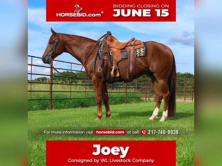 American Quarter Horse Castrone 4 Anni 152 cm Sauro ciliegia in La Grange
