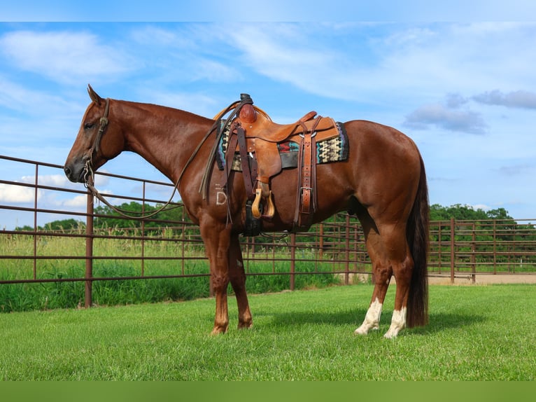 American Quarter Horse Castrone 4 Anni 152 cm Sauro ciliegia in La Grange