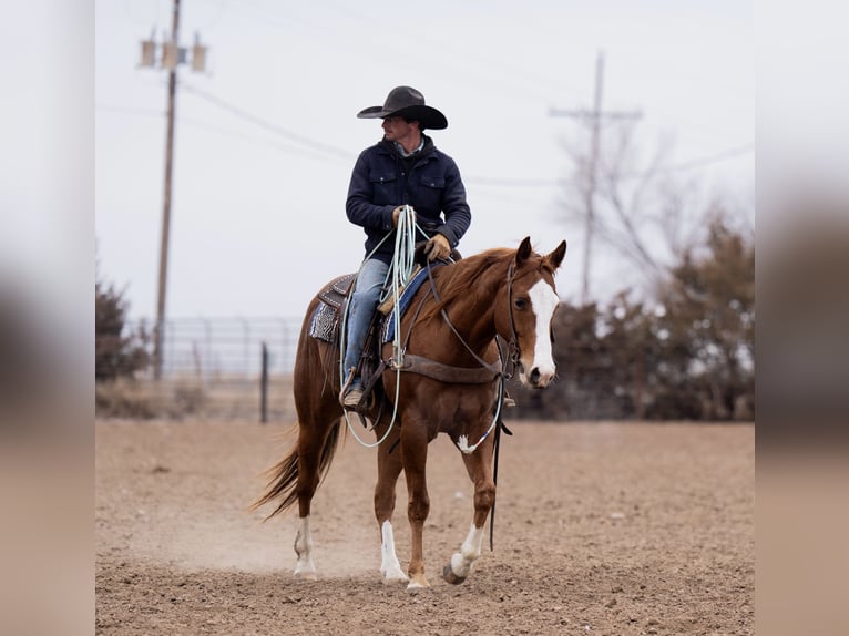 American Quarter Horse Castrone 4 Anni 152 cm Sauro ciliegia in Marshall, MO