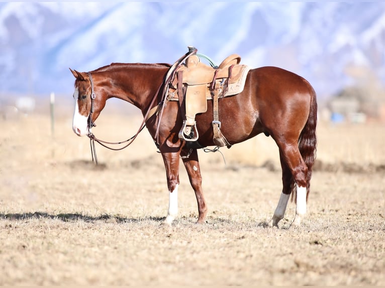 American Quarter Horse Castrone 4 Anni 152 cm Sauro ciliegia in Spanish Fork, UT