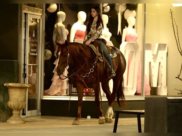American Quarter Horse Castrone 4 Anni 152 cm Sauro ciliegia in Pollok, TX