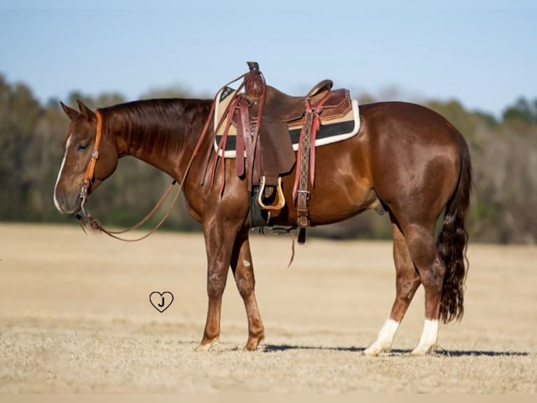 American Quarter Horse Castrone 4 Anni 152 cm Sauro ciliegia in Pollok, TX