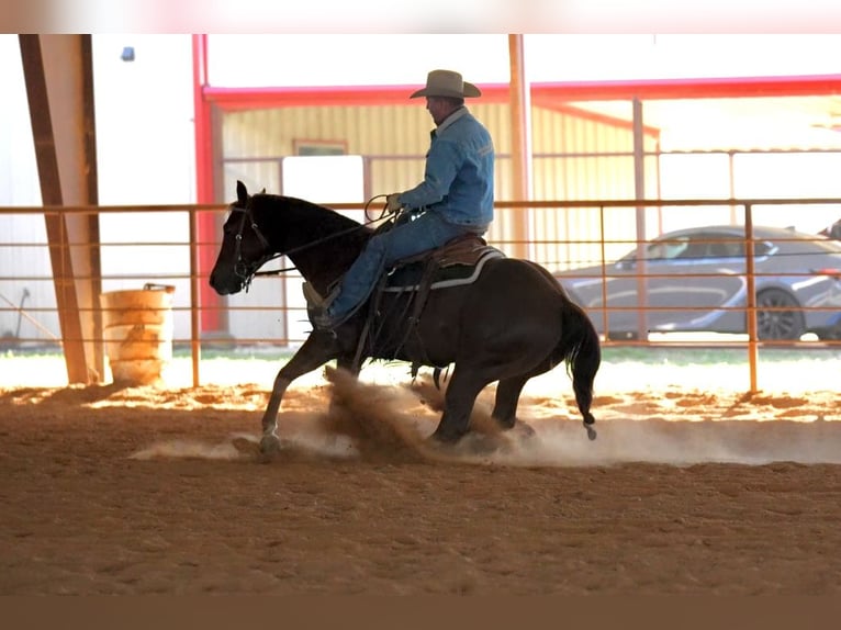 American Quarter Horse Castrone 4 Anni 152 cm Sauro ciliegia in Pollok, TX