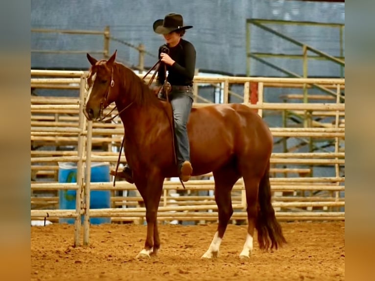 American Quarter Horse Castrone 4 Anni 152 cm Sauro ciliegia in Pollok, TX