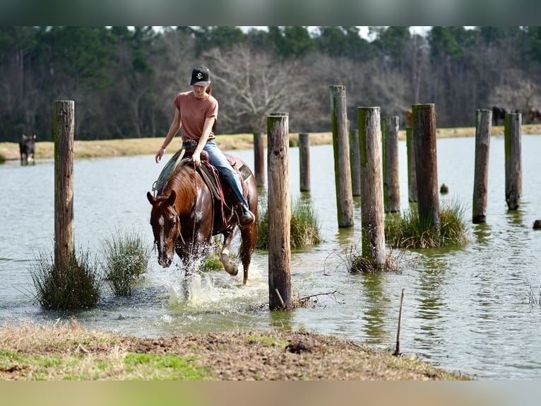 American Quarter Horse Castrone 4 Anni 152 cm Sauro ciliegia in Pollok, TX