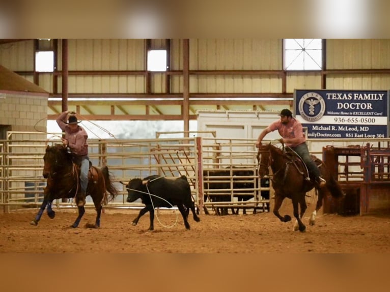 American Quarter Horse Castrone 4 Anni 152 cm Sauro ciliegia in Pollok, TX