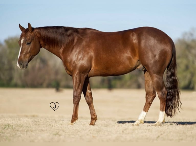 American Quarter Horse Castrone 4 Anni 152 cm Sauro ciliegia in Pollok, TX