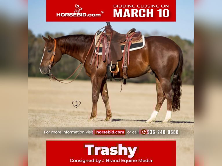 American Quarter Horse Castrone 4 Anni 152 cm Sauro ciliegia in Pollok, TX