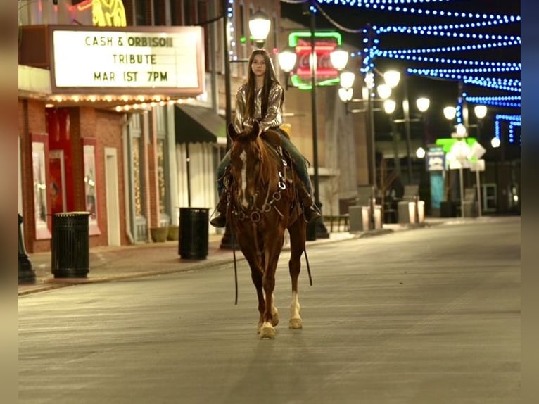American Quarter Horse Castrone 4 Anni 152 cm Sauro ciliegia in Pollok, TX