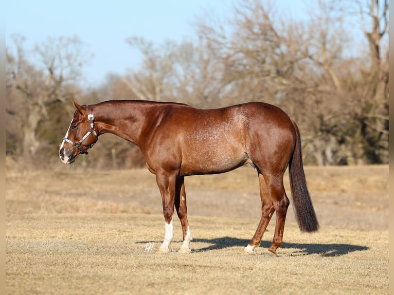 American Quarter Horse Castrone 4 Anni 152 cm Sauro ciliegia in Buffalo