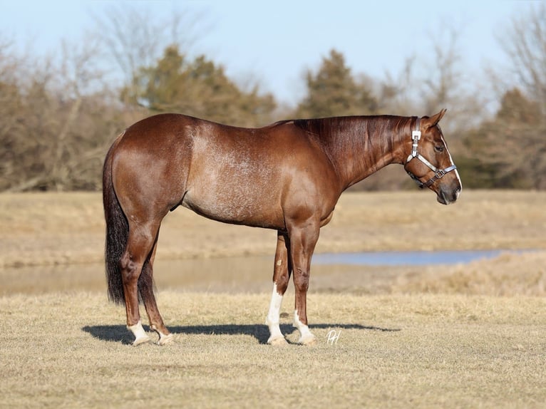American Quarter Horse Castrone 4 Anni 152 cm Sauro ciliegia in Buffalo