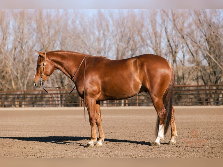 American Quarter Horse Castrone 4 Anni 152 cm Sauro ciliegia in Caldwell