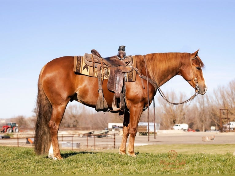 American Quarter Horse Castrone 4 Anni 152 cm Sauro ciliegia in Caldwell