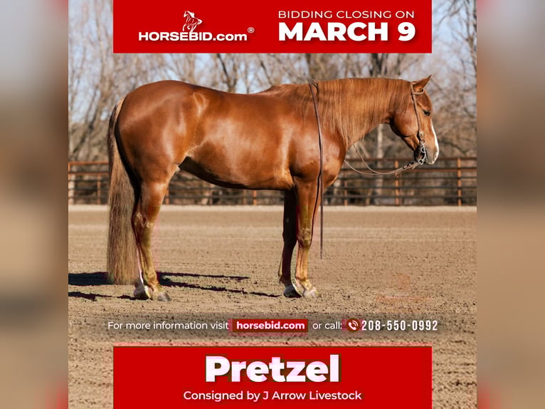 American Quarter Horse Castrone 4 Anni 152 cm Sauro ciliegia in Caldwell