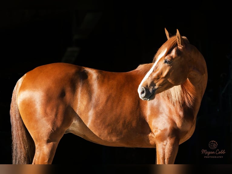 American Quarter Horse Castrone 4 Anni 152 cm Sauro ciliegia in Caldwell