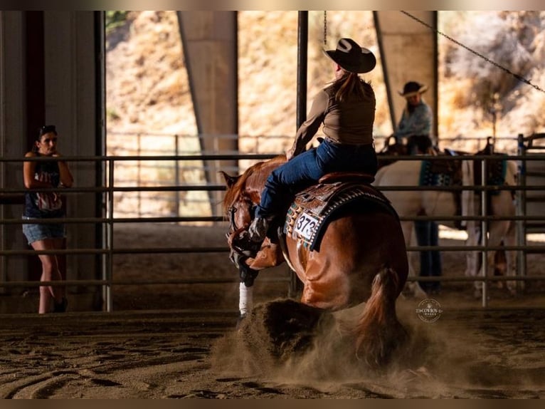 American Quarter Horse Castrone 4 Anni 152 cm Sauro ciliegia in Caldwell
