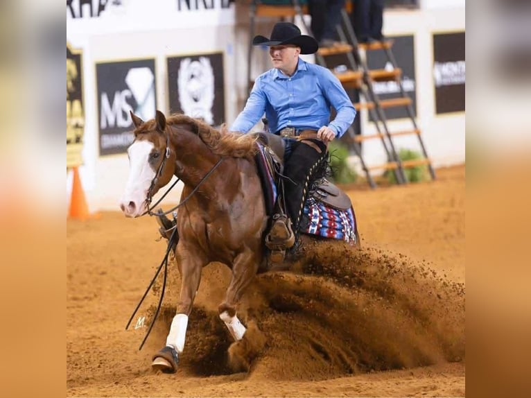 American Quarter Horse Castrone 4 Anni 152 cm Sauro ciliegia in Buffalo, MO